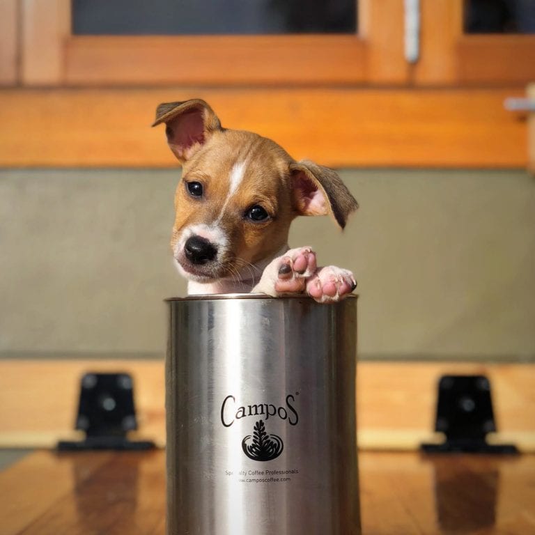 Honest Dons 4 768x768