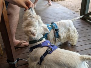 PXL 20210124 025633918 300x225