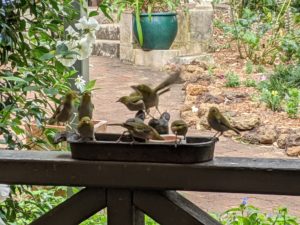 PXL 20210124 025810889 300x225