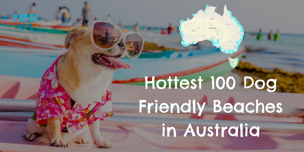 hottest-100-dog-friendly-beaches