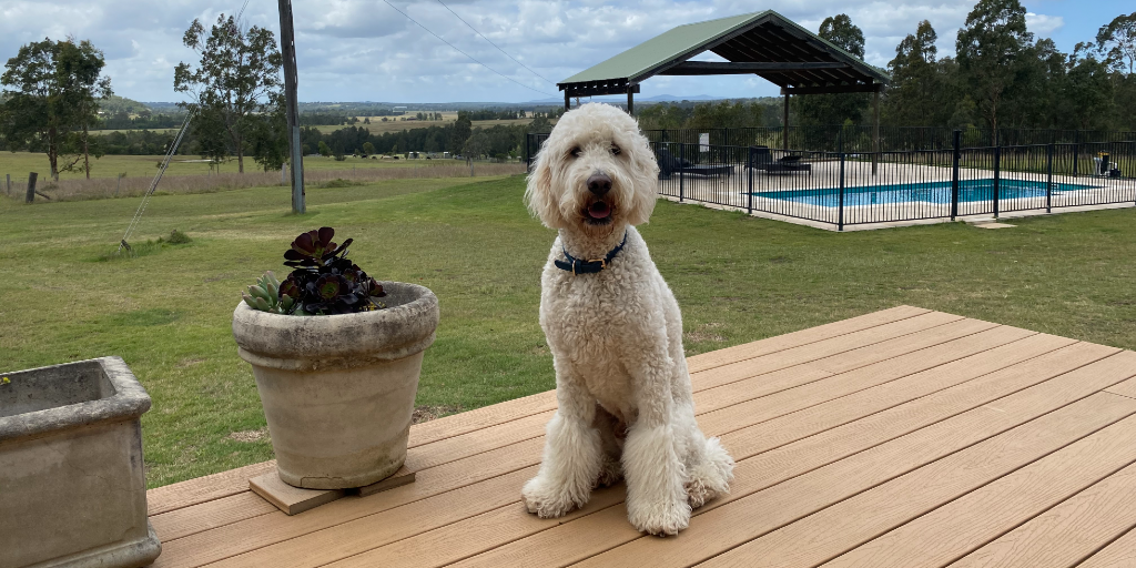 24 Dog Friendly Wineries In Hunter Valley Pupsy