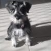 Mollie