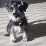 Mollie