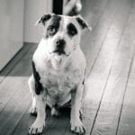 Oscar