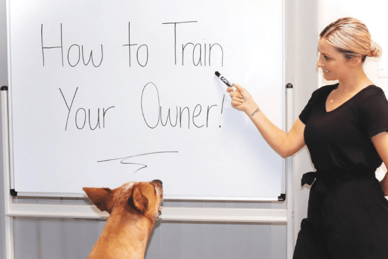 Dog Training Lifestyle 1 96 768x512