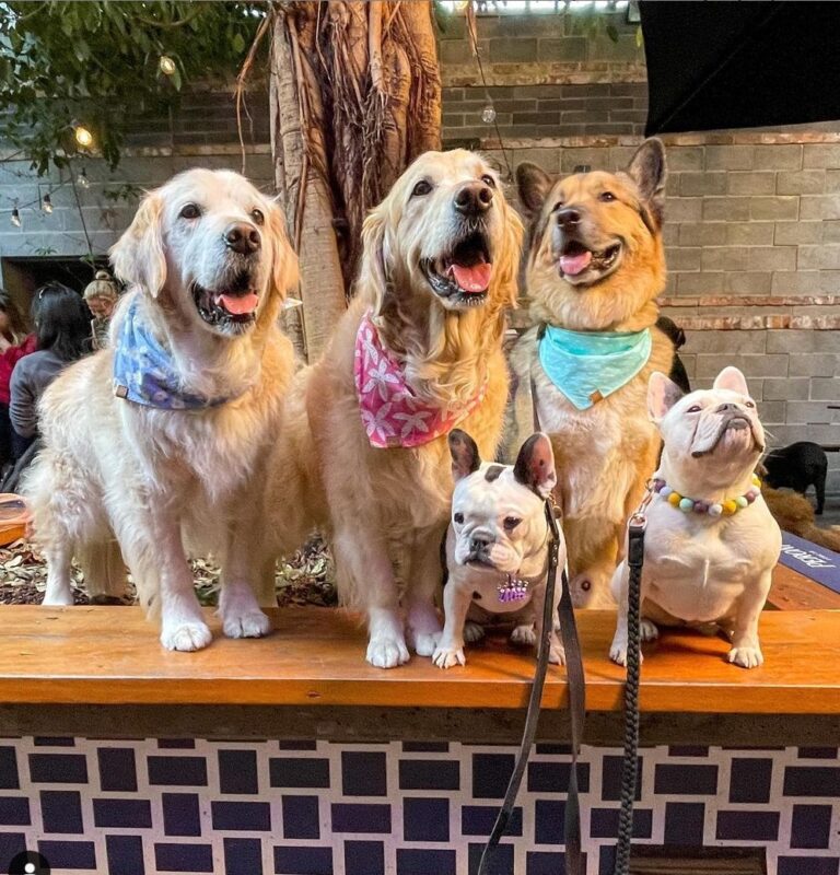 Royal Saxon 1 768x800