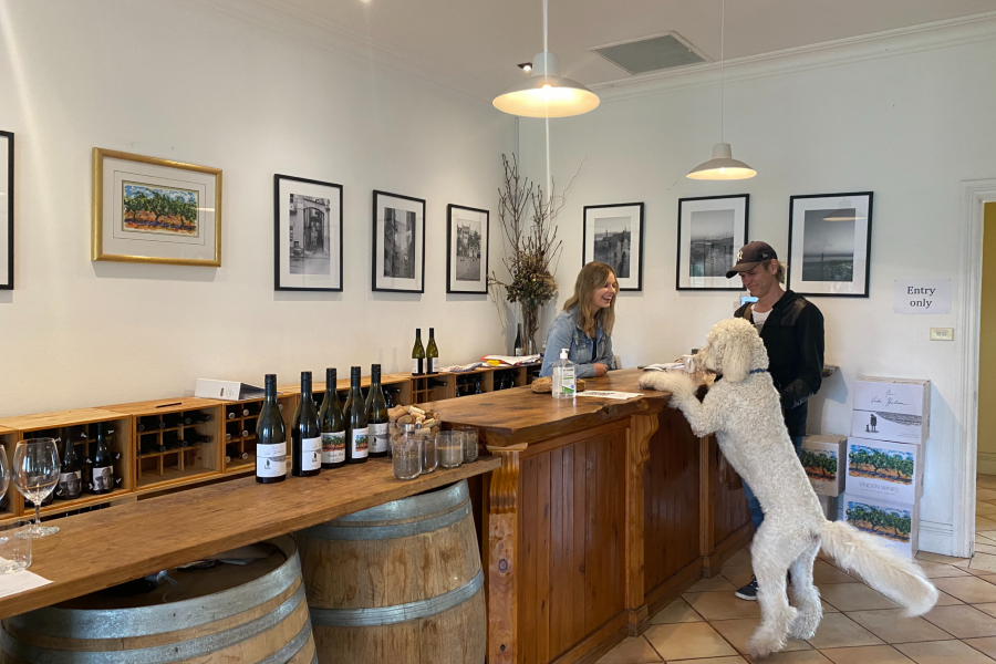 Vinden Estate Wines Dog Friendly Winery in Hunter Valley Pupsy