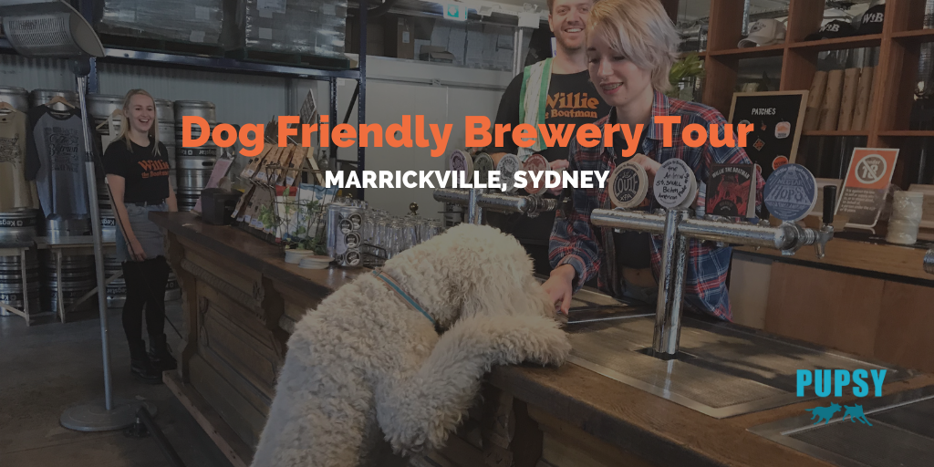 Dog-Friendly-Brewery-Tour-Marrickville-Sydney