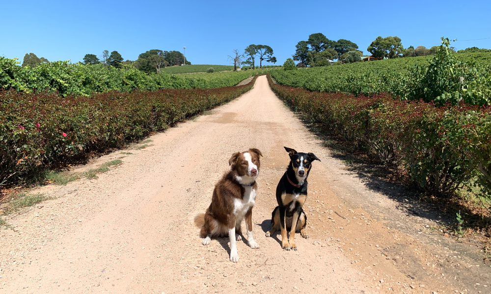 16 Best Dog Friendly Wineries and more in McLaren Vale PUPSY