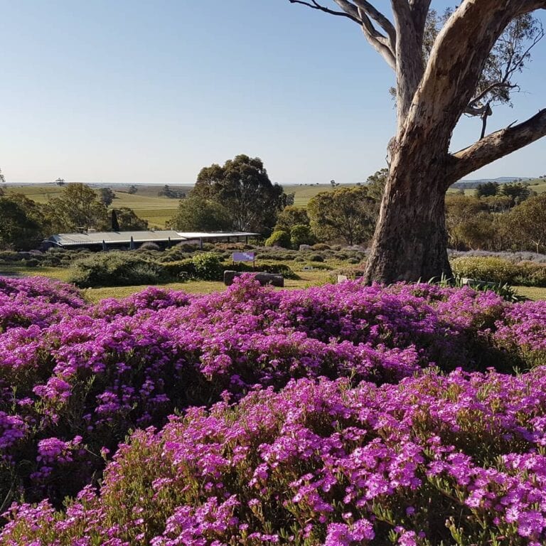 Lyndoch Lavender Farm 1 768x768