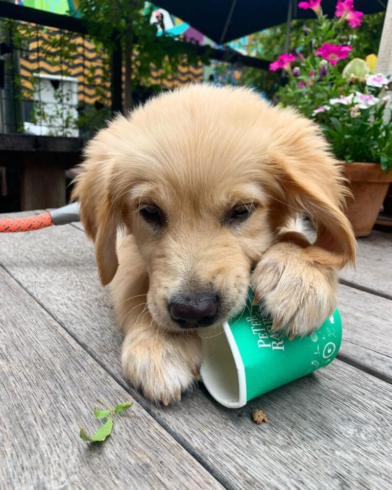 Peter Rabbit 1 768x960