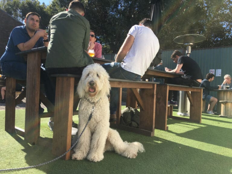 Sauce Dog Friendly Brewery 1 768x576