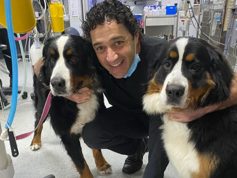 Vet Hq Double Bay 768x579