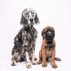Brodie and Humphrey