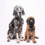Brodie and Humphrey