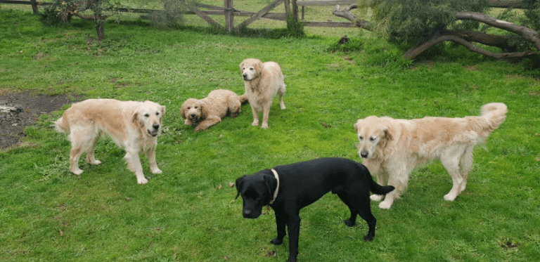 Billywagtails Photo 1 768x373