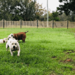 Marley s Dog Ranch Photo 1 150x150