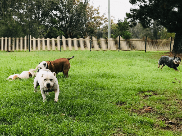 Marley s Dog Ranch Photo 1 768x575
