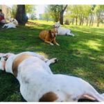 Marley s Dog Ranch Photo 3 150x150