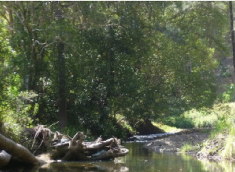 The Wild Side Photo 1 768x565