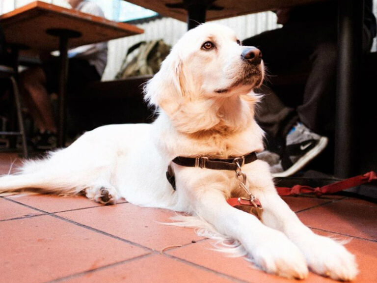 Leonards House of Love 2 768x576