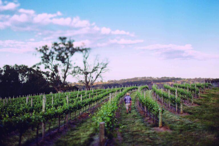 Lobethal Road Wines 4 768x512