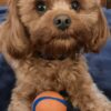 Chewbacca (Chewie)