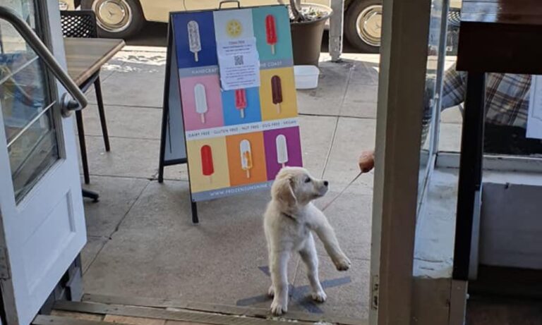 Bardon Thyme 4 106 768x461