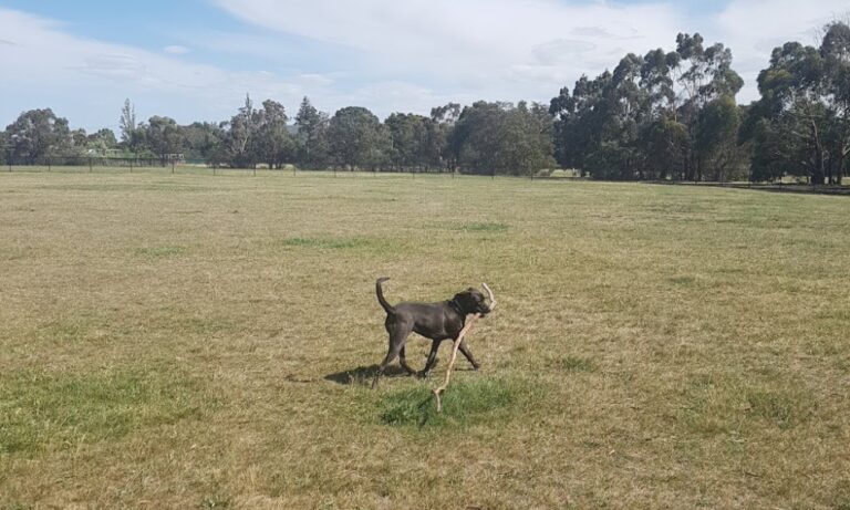 Sebastopol Dog Park 106 768x461