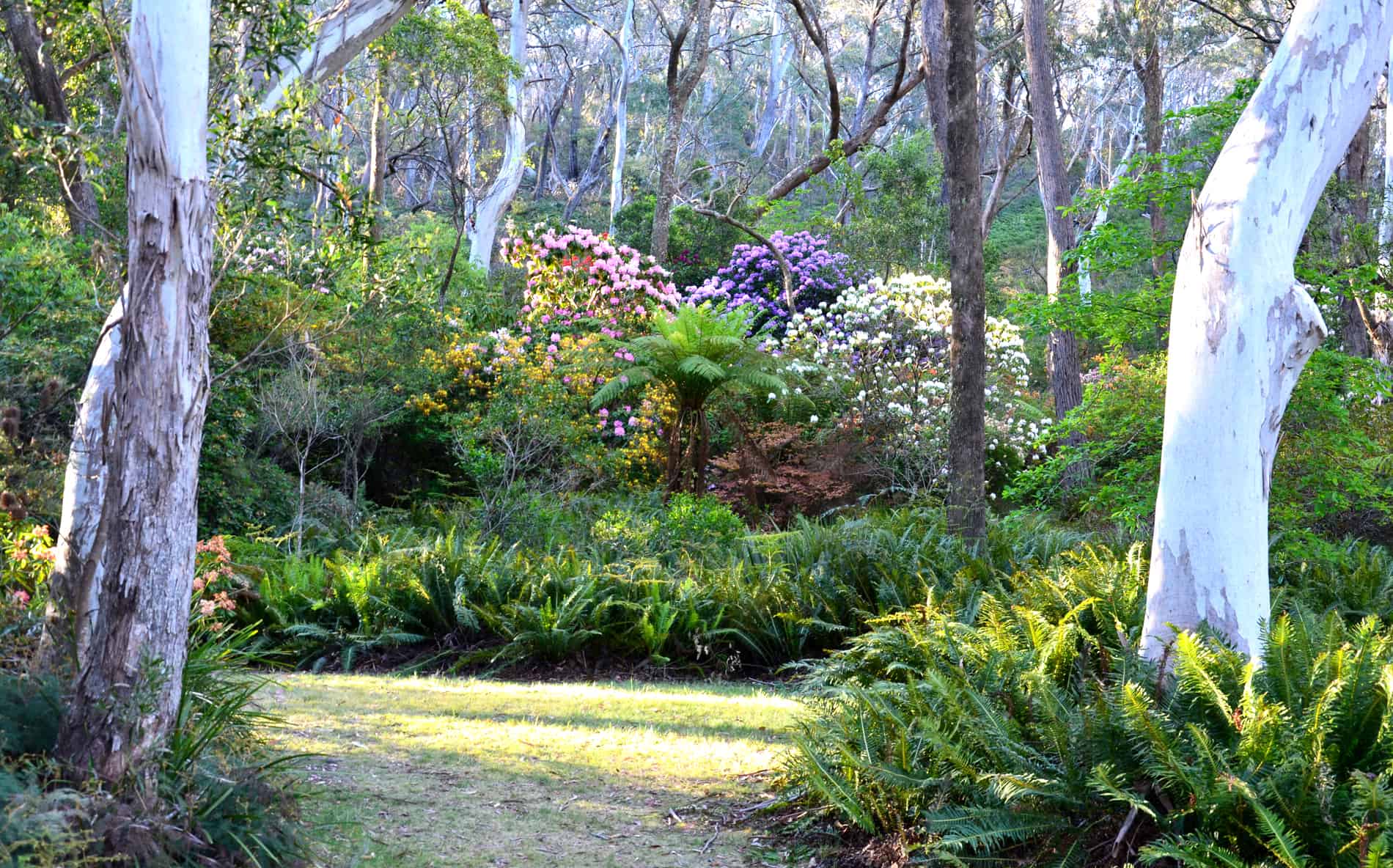 The Campbell Rhododendron Garden 1