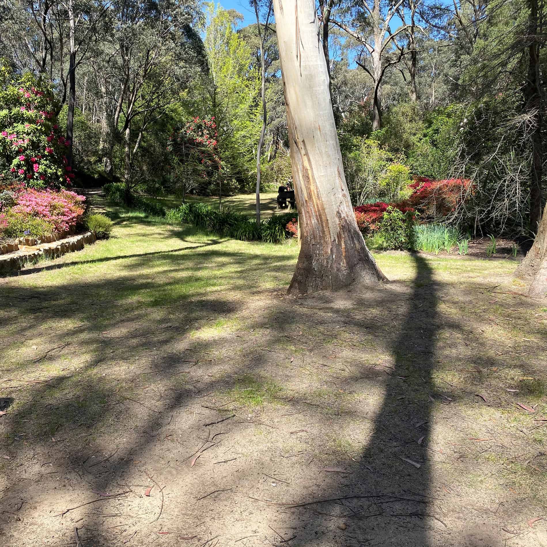 The Campbell Rhododendron Garden 2