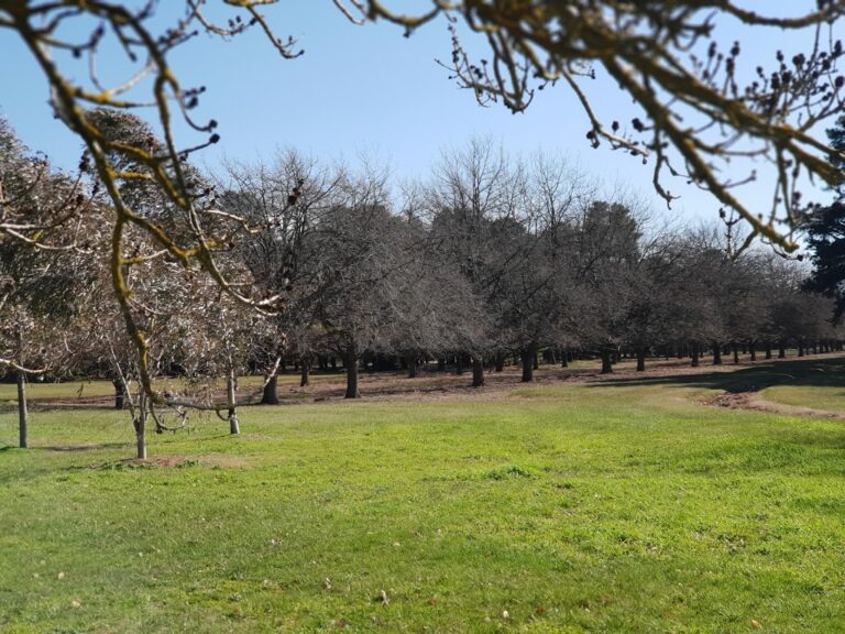 Victoria Park Newington 768x576