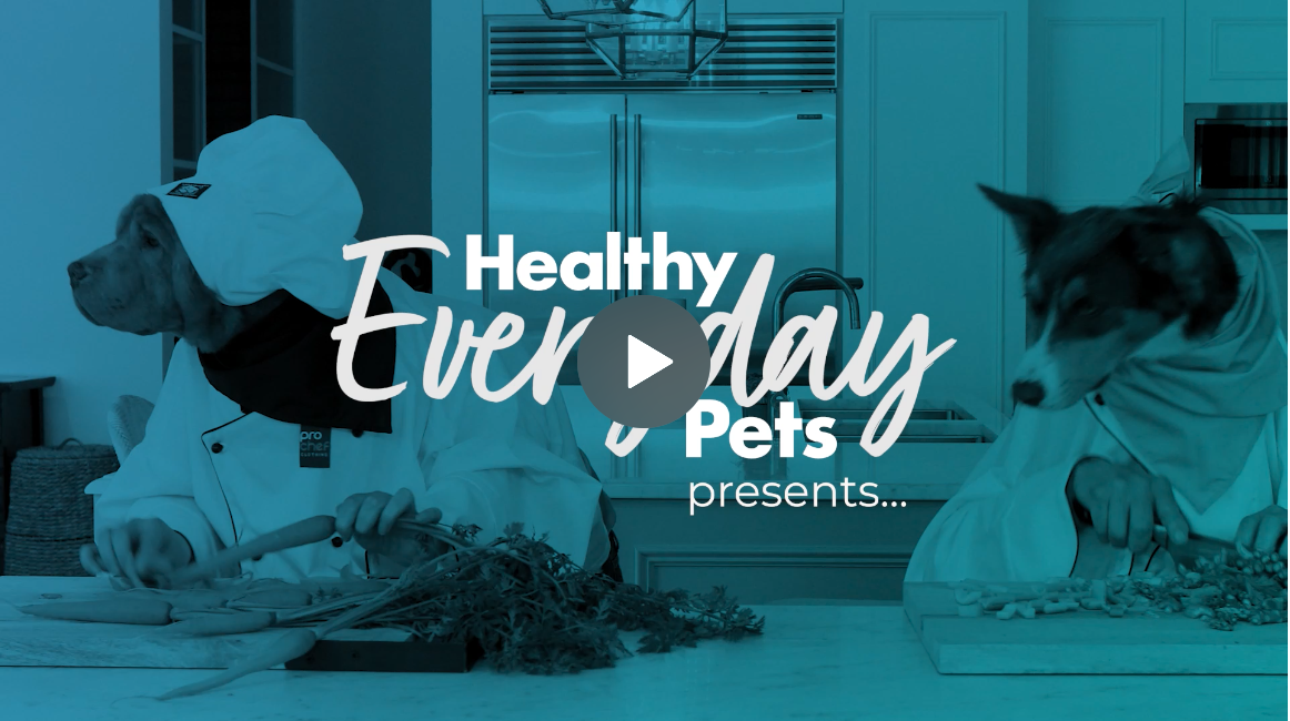 33 Best Dog Friendly Wineries & Cafes In Hunter Valley PUPSY