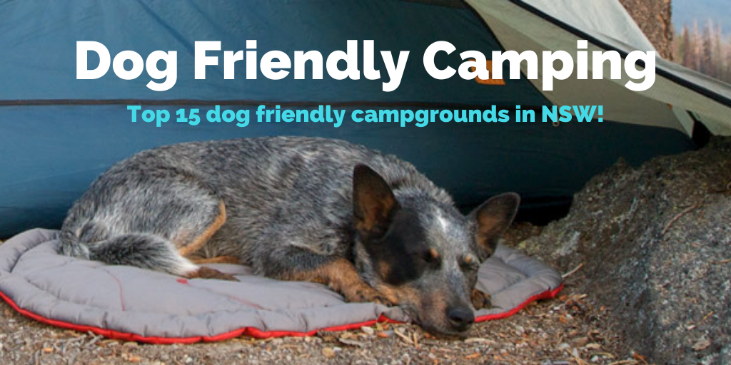 dog-friendly-camping-nsw