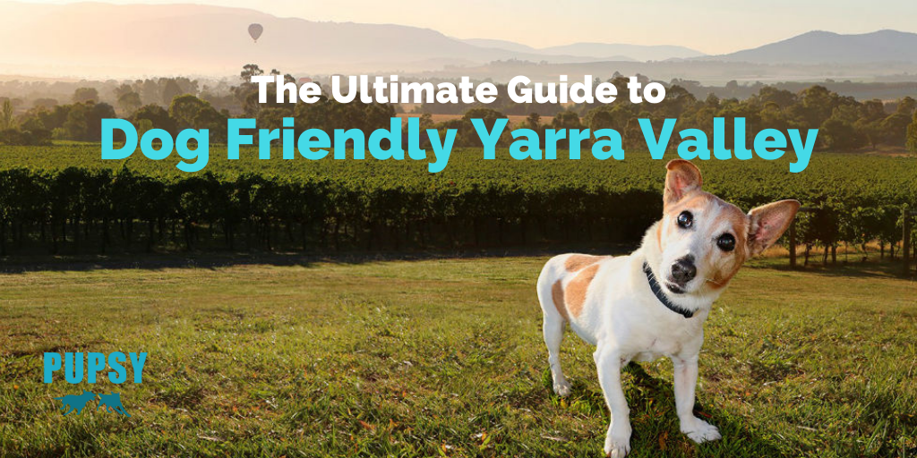 dog-friendly-yarra-valley