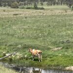 Cow on the Creek