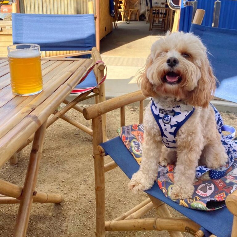 Jervis Bay Brewing 4 768x767