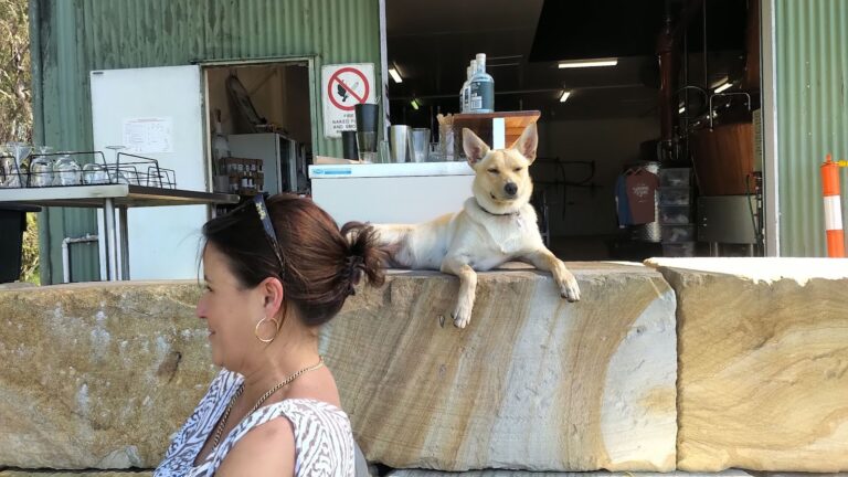 Sunshine Sons 1 768x432