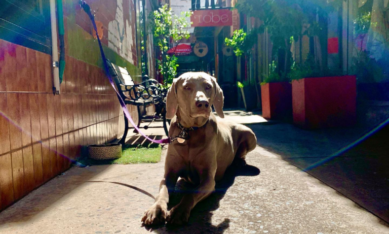 The Dispensary Bar 106 768x461