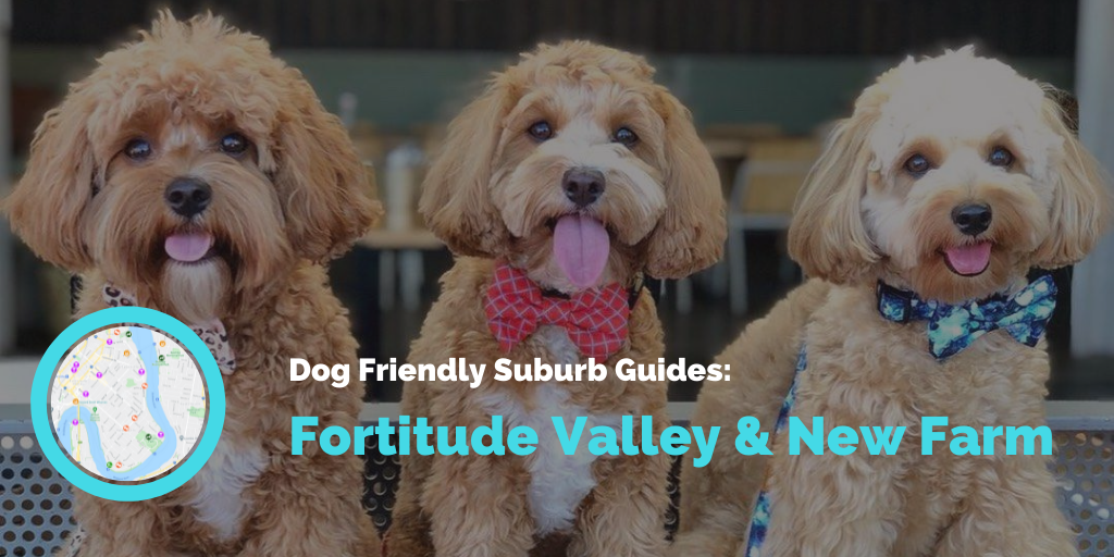 dog-friendly-fortitude-valley