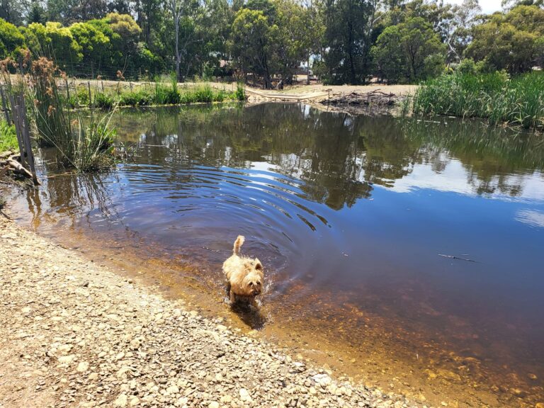 Harcourt Dog Park 2 768x576