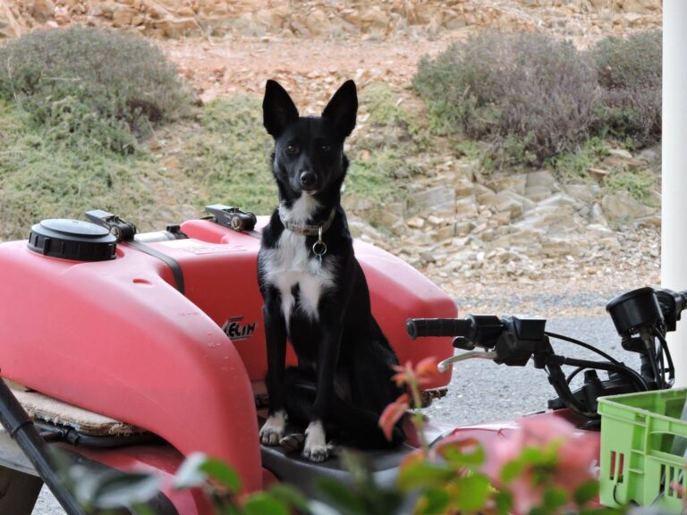 Panacea Estate 3 768x576