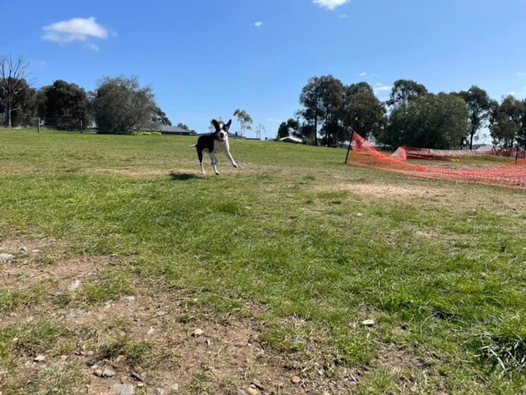 Truscott Dog Park 768x576