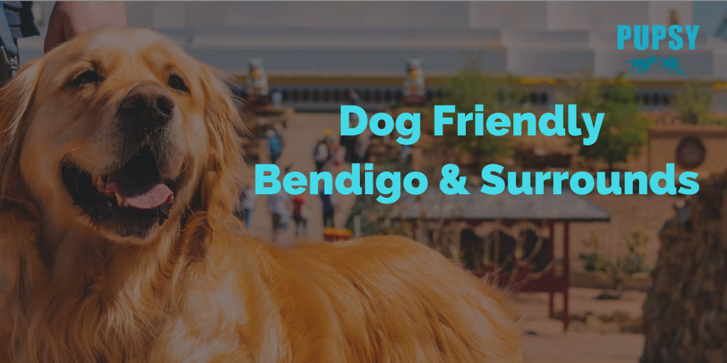dog-friendly-bendigo