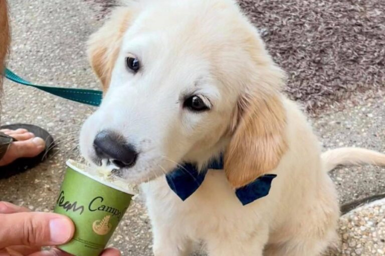 Fat Frog Beach Cafe 6 96 768x512