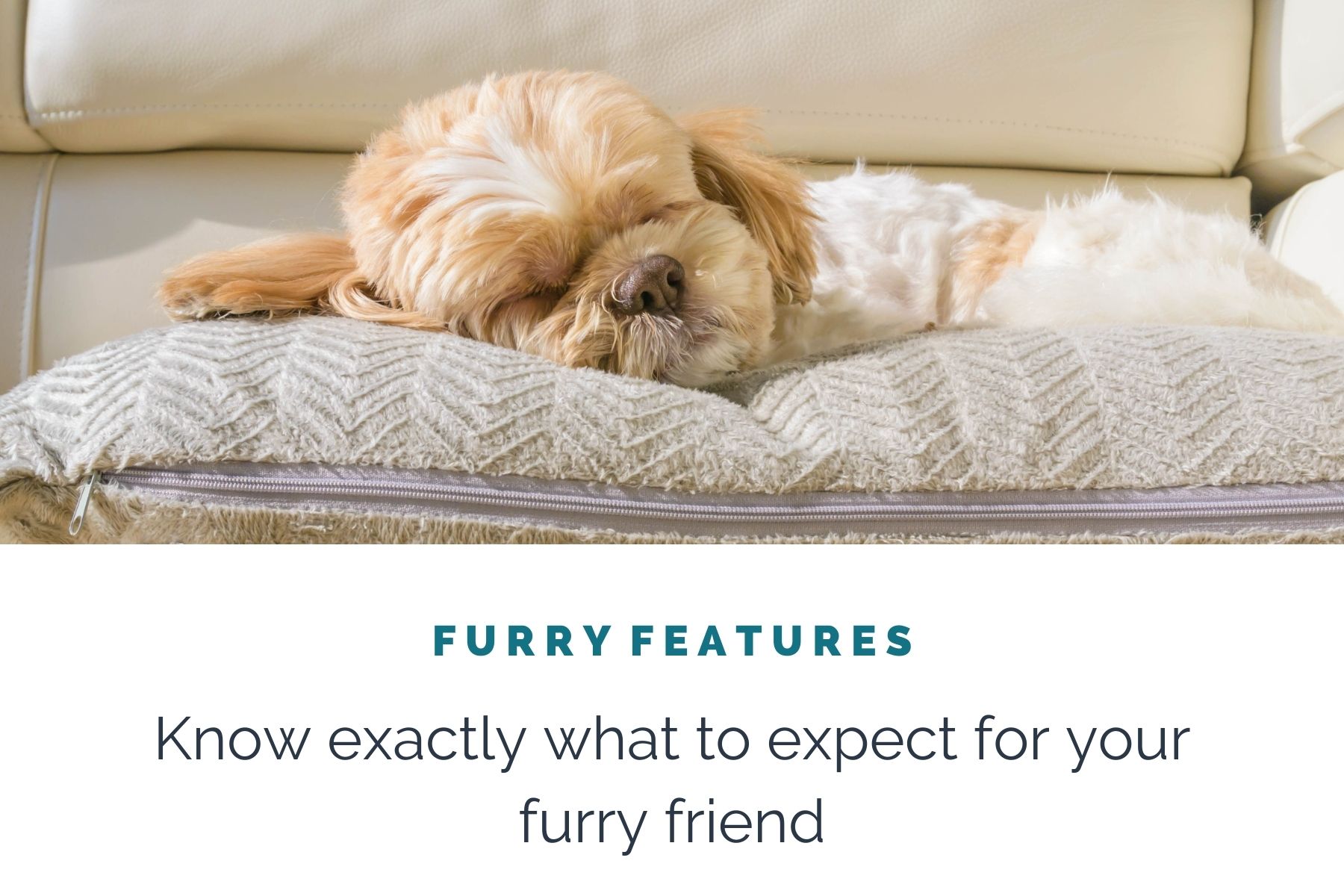 dog-friendly-accommodation-furry-features