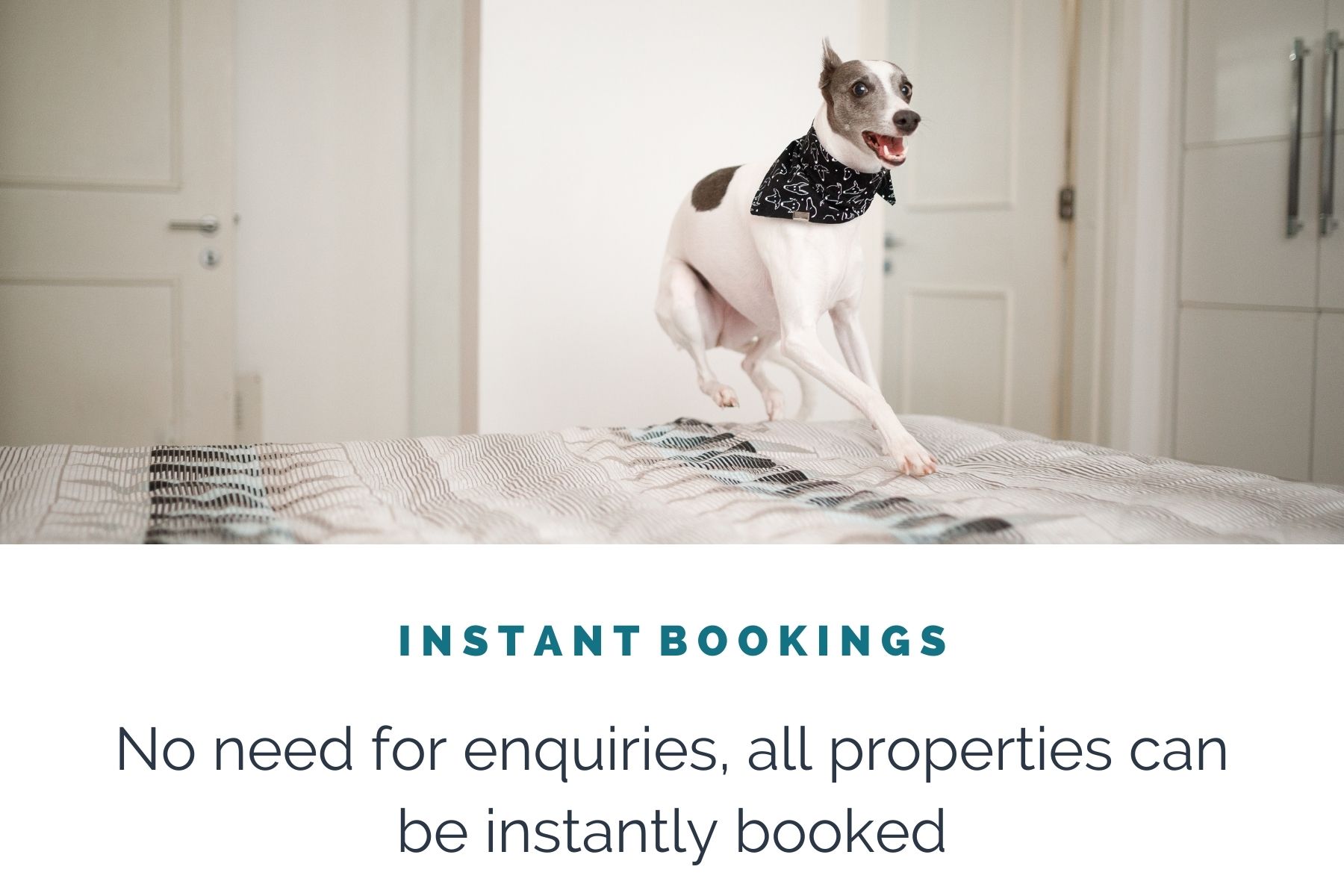 dog-friendly-accommodation-instant-bookings