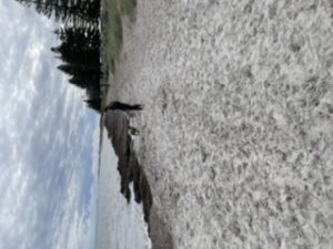 A3BE7554 E0AF 4F85 91B2 92EB9FC6243D 300x225