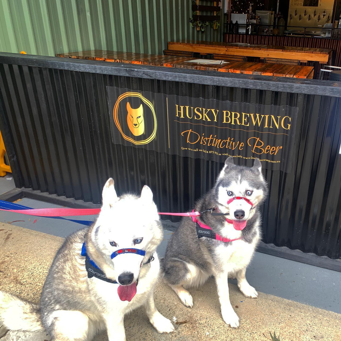 Husky Brewing 2