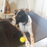 pebbles beach retreat dog friendly accommodation 26 150x150